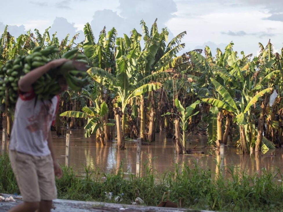 El cambio climático amenaza a la fruta favorita del mundo: el banano : IPS Agencia de Noticias