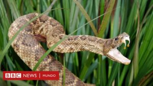 El hombre que se dejó morder más de 200 veces por serpientes venenosas (y cuya sangre sorprende a los científicos por su poder como antídoto)