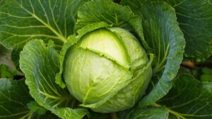 El ingrediente que no debe faltarte al hervir repollo para potenciar su sabor