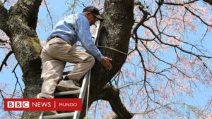 El jardinero de 97 años que se encarga de proteger los árboles más hermosos y emblemáticos de Japón