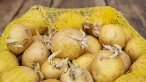 El lugar exacto de la cocina donde tienes que guardar las patatas para que se mantengan frescas y sin brotes