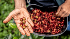 El país que superó a Colombia en el ranking de los mejores granos de café del mundo, según Taste Atlas