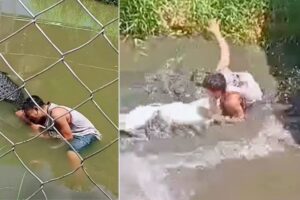 Entró a la jaula de un cocodrilo creyendo que era mecánico y todo terminó de la peor manera
