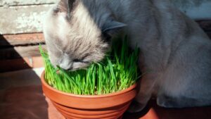 Esta es la hierba que le gusta a los gatos y ayuda a mejorar su comportamiento: sus beneficios