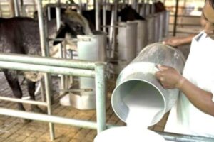 Estiman que los precios de la leche y del queso al consumidor estarán a la baja por el aumento en la oferta