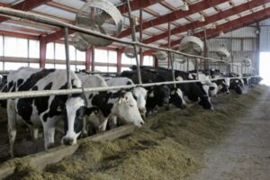 Ganaderos de Táchira proponen alianza para exportar lácteos y carne hacia Qatar