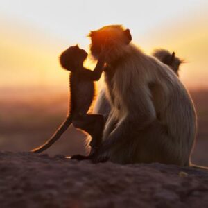 Hermosos momentos entre madres animales y sus crías capturados en imágenes