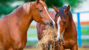 Journalism parte como favorito en el Preakness Stakes: así están las previsiones