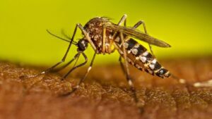 La fiebre amarilla es un brote que alerta sobre la crisis ambiental y sanitaria en el país, afirman expertos