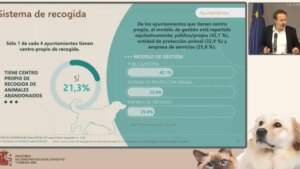 La preocupante estadística de perros y gatos que llegan a centros de acogida