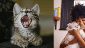 Las señales que debe tener en cuenta para evitar que su gato presente problemas dentales