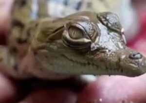 Liberan crías de cocodrilo del Orinoco para evitar su extinción