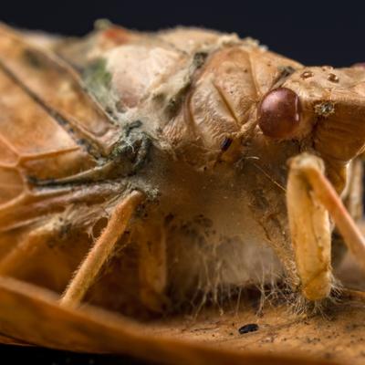 Los sorprendentes usos de los hongos zombi en el mundo real