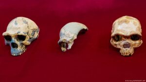 Maba 1, un cráneo que no coincide con ninguna especie humana – DW – 28/05/2025