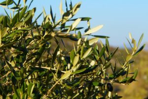 Pensábamos que el sector de aceite de oliva estaba tan roto que los olivareros estaban perdiendo 270 millones de euros. Es más del doble