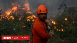 Por qué América Latina encabeza la lista mundial de pérdida de bosques tropicales y cuáles son los países más afectados