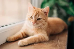 Por que los gatos naranjas son casi todos son machos