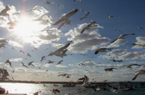 Sector turístico de Anzoátegui prepara día de avistamiento de aves