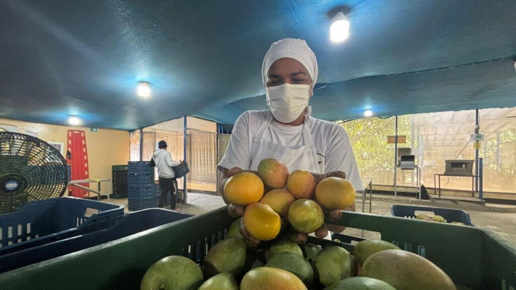 Un viaje a Cordobita, Magdalena, la tierra donde se produce un mango de azúcar de exportación