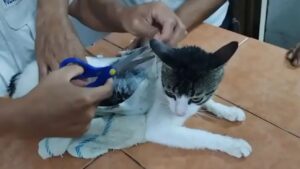 Usaban a un gato para introducir droga a una prisión