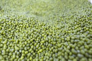 Venezuela planea incrementar exportación de frijol mungo hacia China con la firma de protocolos fitosanitarios