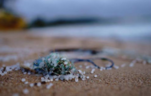 cómo se distribuyen y afectan los ecosistemas oceánicos