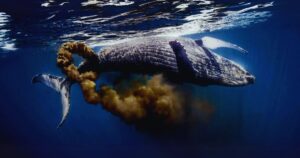 el insólito “círculo invisible” que sostiene la vida marina y podría frenar el cambio climático