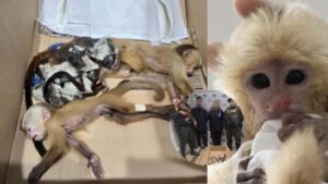 hallan 6 bebés de simios en partes íntimas de extranjeros que intentaron sacar por aeropuerto de Medellín