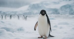 la relación inesperada entre la caca de pingüino y las nubes de la Antártida