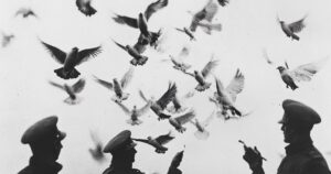 las aves que salvaron miles de vidas