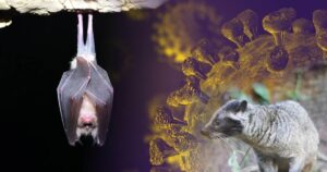 nuevo estudio apunta al comercio de animales salvajes como vía más probable de transmisión