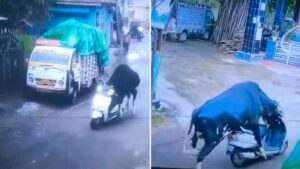 un toro se «robó» una moto y huyó a toda velocidad por las calles de la India