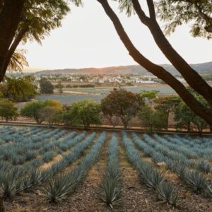 ¿Cómo se hace el tequila? Los mejores lugares de Jalisco para saborear la historia de la tradicional bebida mexicana