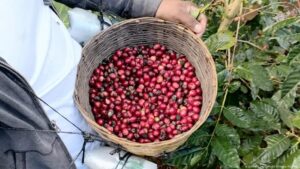 ¿Qué hay detrás de la explosiva alza del precio del café? – DW – 14/05/2025