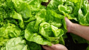 la lechuga que es la joya del supermercado, pero está vacía de nutrientes