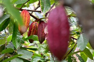 Cacao: El "nuevo oro" de la economía de Ecuador - AlbertoNews