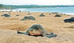Alertan sobre el peligro de extinción de las tortugas marinas