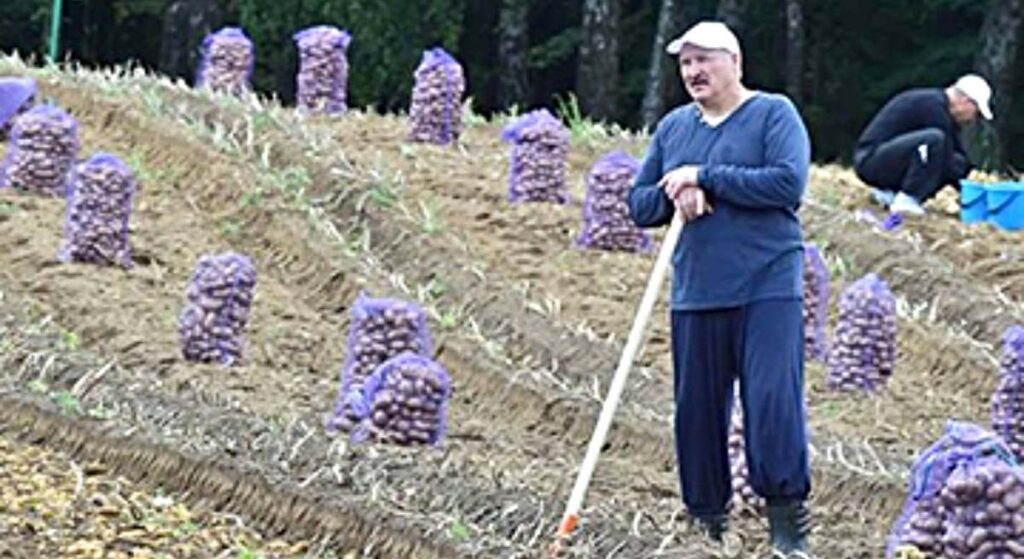 Bielorrusia vive un 'patatús' tras pedir Lukashenko que no se consuma el tubérculo