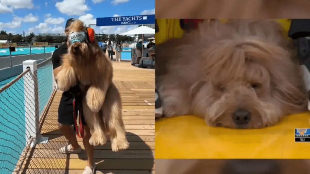 Brodiethatdood, el perro influencer que asiste a los mejores eventos deportivos de la NBA, MLB y más