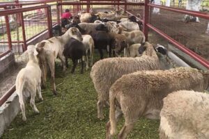 Cavidoc solicita aprobación de ley que permita exportaciones ganaderas por vías oficiales