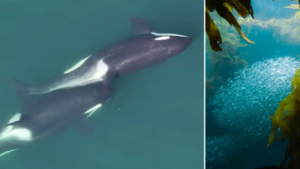 Científicos descubren que las orcas fabrican herramientas con algas para rascarse y fortalecer sus lazos sociales
