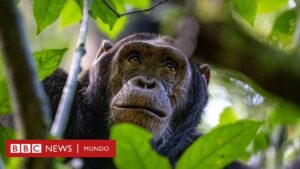 Cómo los chimpancés y otros animales se curan a sí mismos (y qué podemos aprender de ellos)