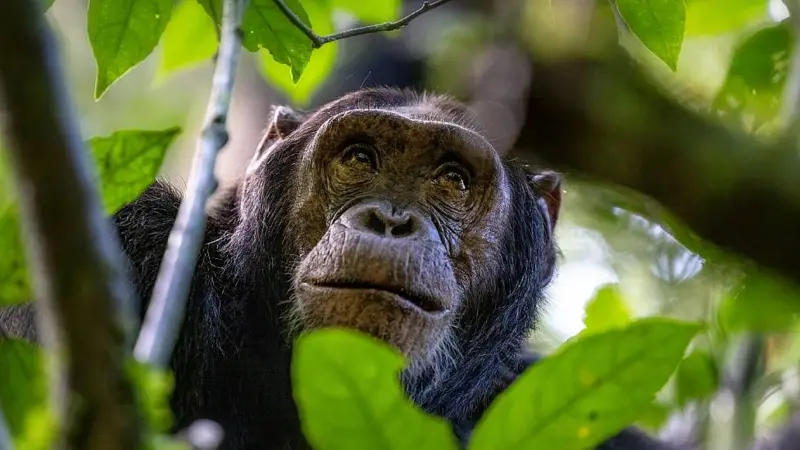 Cómo los chimpancés y otros animales se curan a sí mismos y qué podemos aprender de ellos