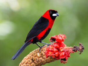 Descubren nueva especie de ave registrada en Venezuela