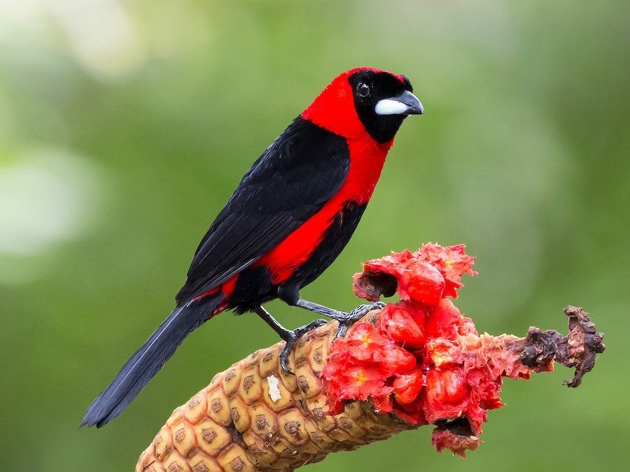 Descubren nueva especie de ave registrada en Venezuela