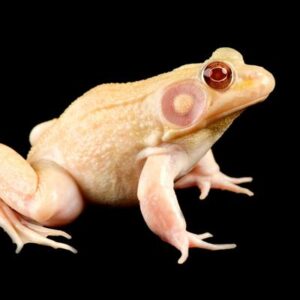 Desde la dificultad para camuflarse hasta la caza furtiva: las amenazas que enfrentan los animales albinos