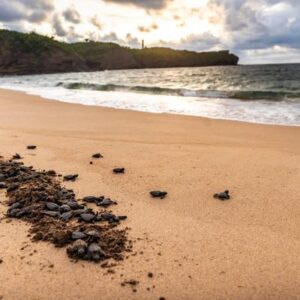 Día Mundial de las Tortugas Marinas: el esperanzador regreso de la tortuga carey a un rincón paradisíaco de México