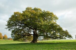 Día Mundial del Árbol 2025: una fecha para sembrar conciencia y proteger el planeta