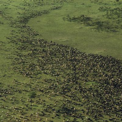 Día Mundial del Medio Ambiente: ¿Por qué se celebra el 5 de junio?