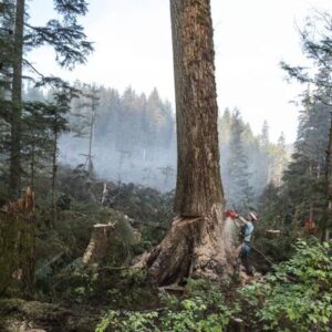 Día Mundial del Medio Ambiente: por qué la deforestación es importante y qué podemos hacer para detenerla